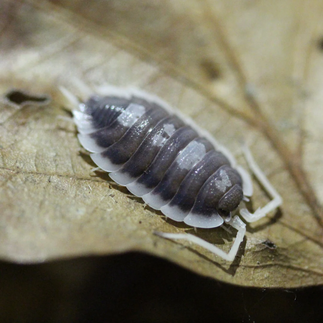 Porcellio succinctus Isopods