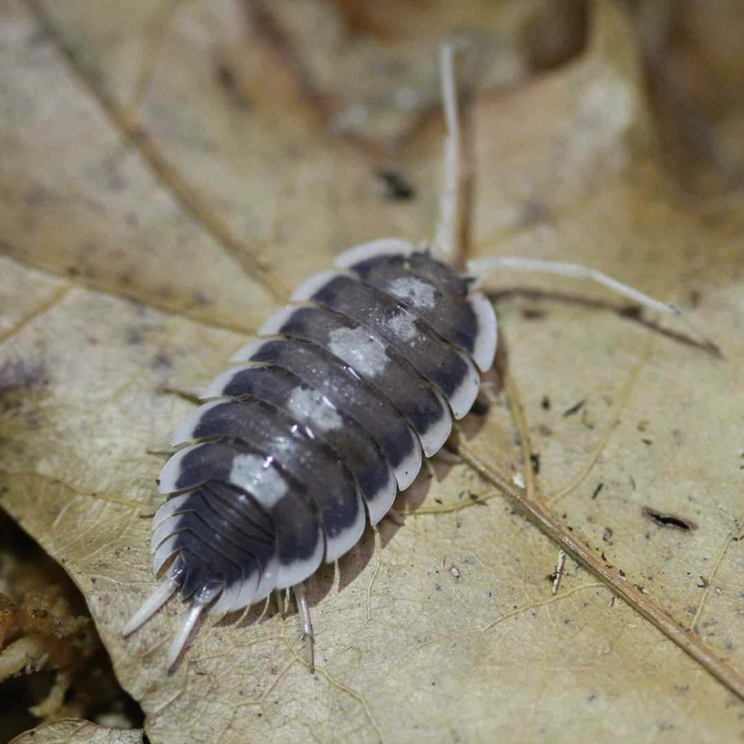 Porcellio succinctus Isopods - Image 2