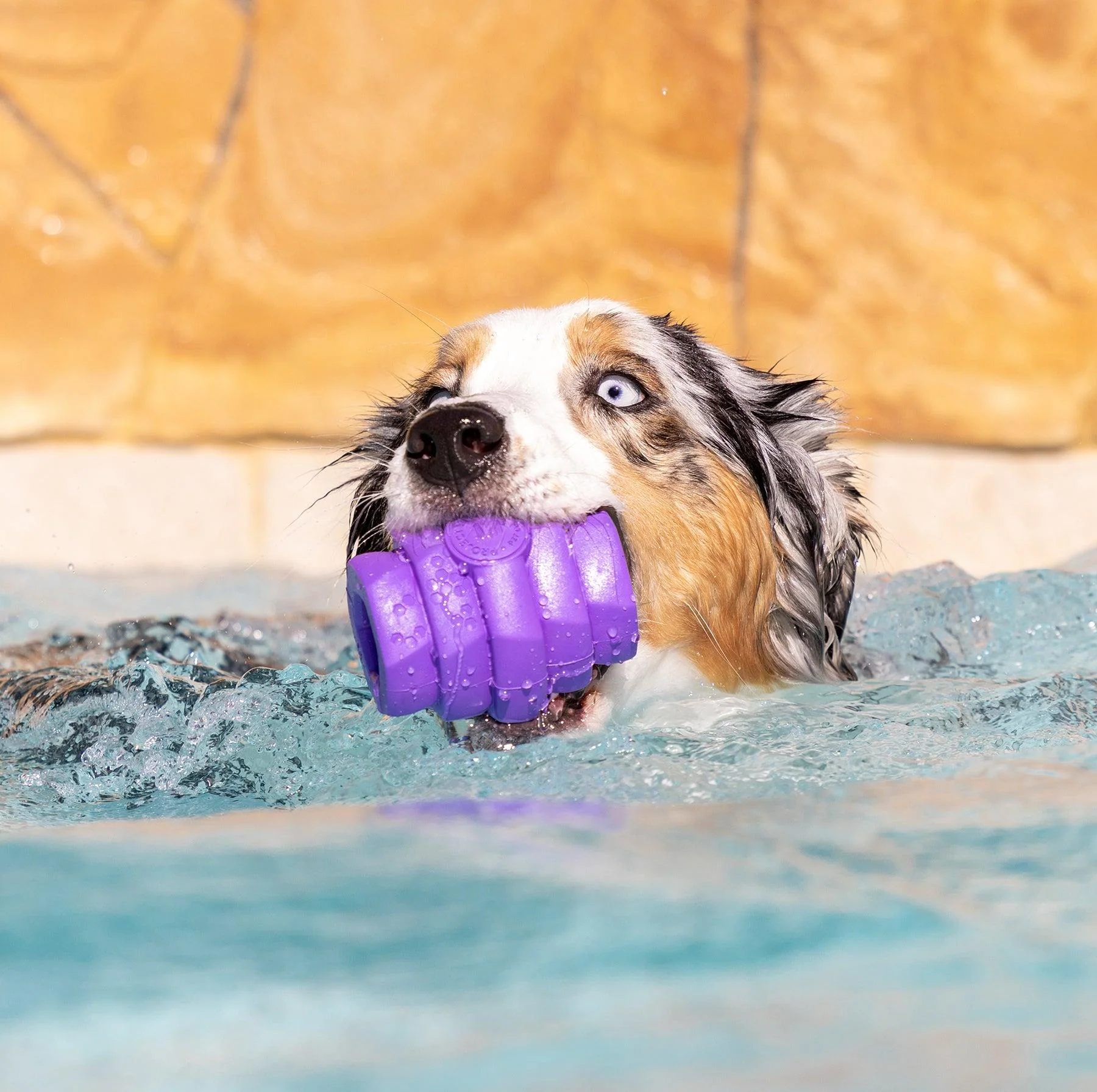 Project Hive Durable Large Chew Toy for Dogs - Lavender - Image 2