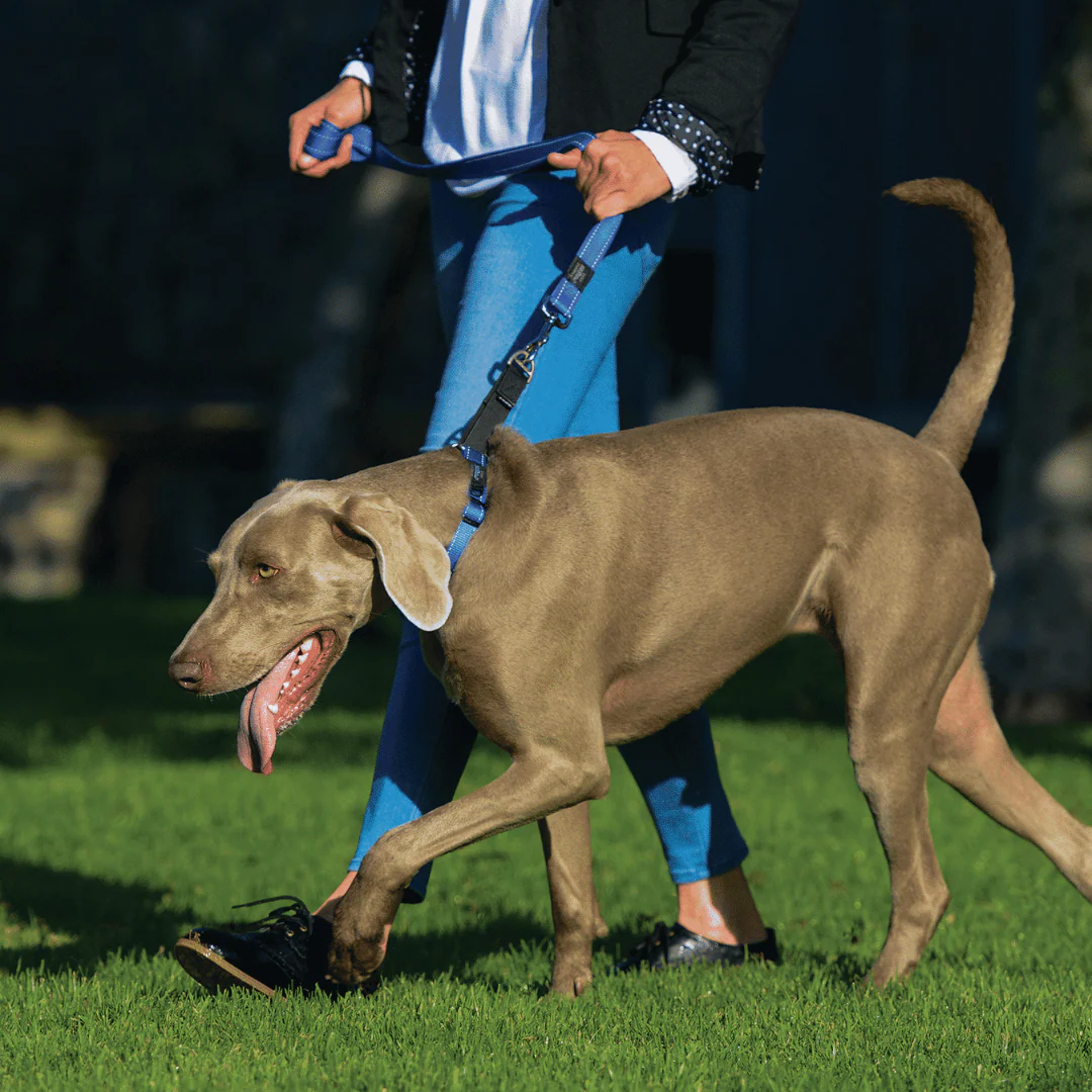 Rogz Utility Control Dog Collar Web - Small - Image 6