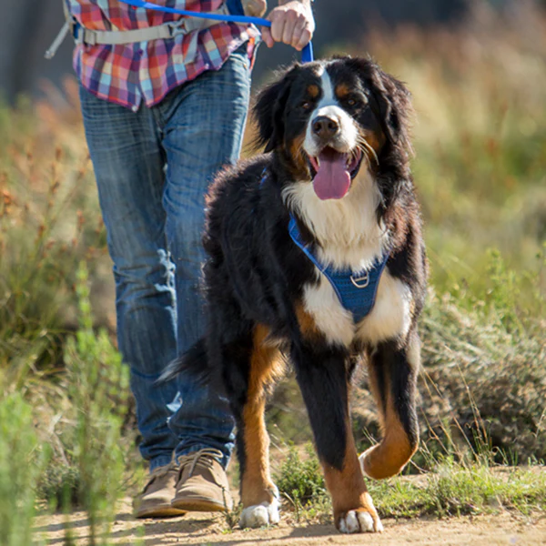 Rogz Lumberjack X-Large Explore Harness - Available in 3 Colours - Image 5