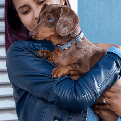 Rogz Urban Classic Collar - Image 6