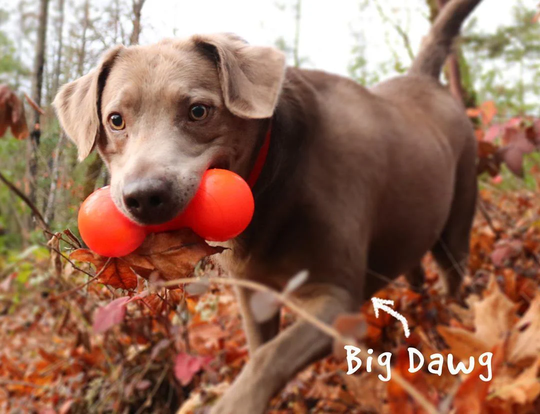 RuffDawg Big Dawg Barbell - Image 3