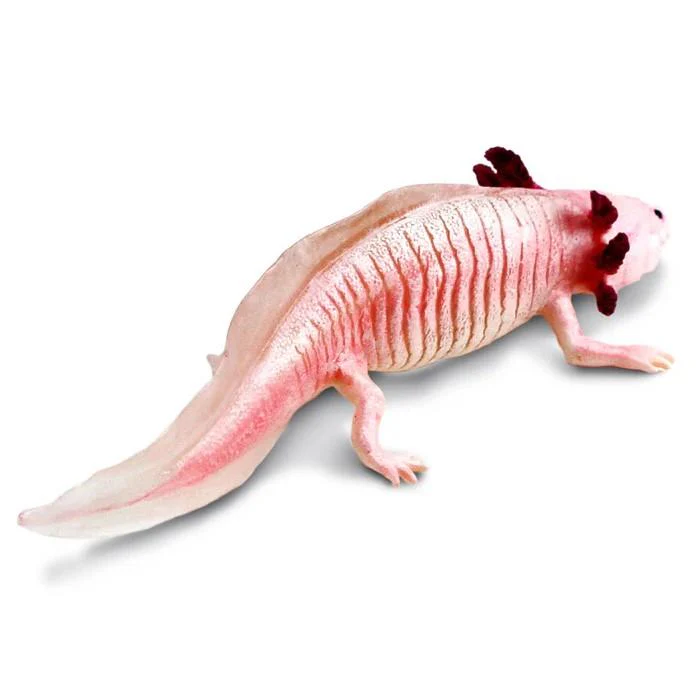 Safari Ltd. Axolotl - Image 4
