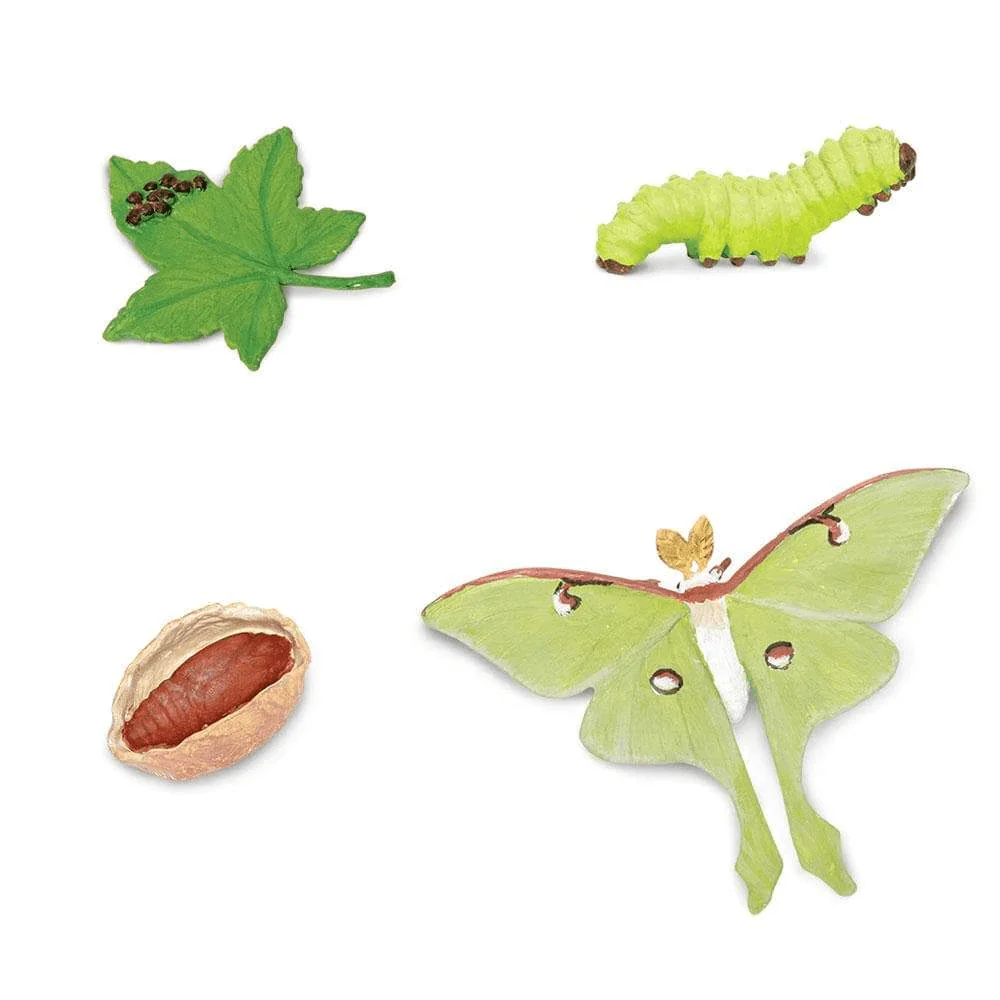 Safari Ltd. Life Cycle of a Luna Moth - Image 2