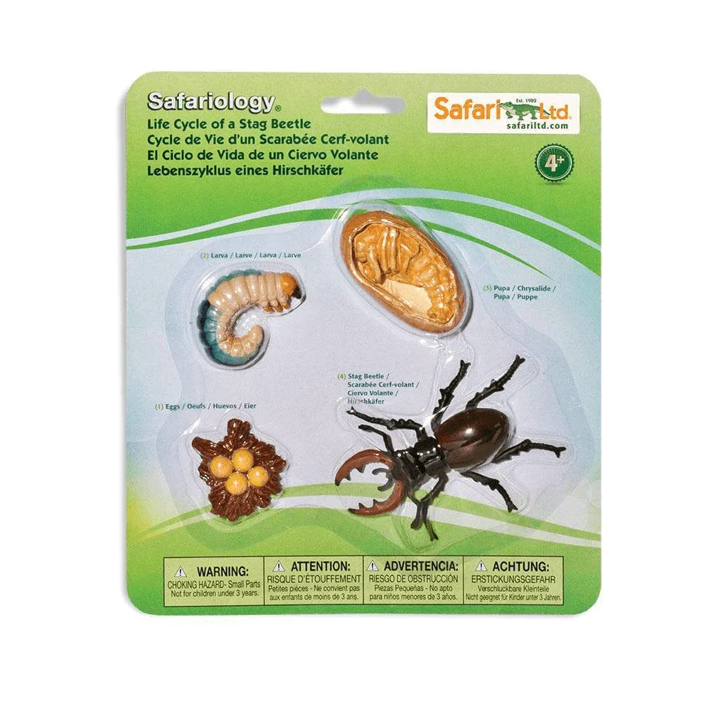 Safari Ltd. Life Cycle of a Stag Beetle