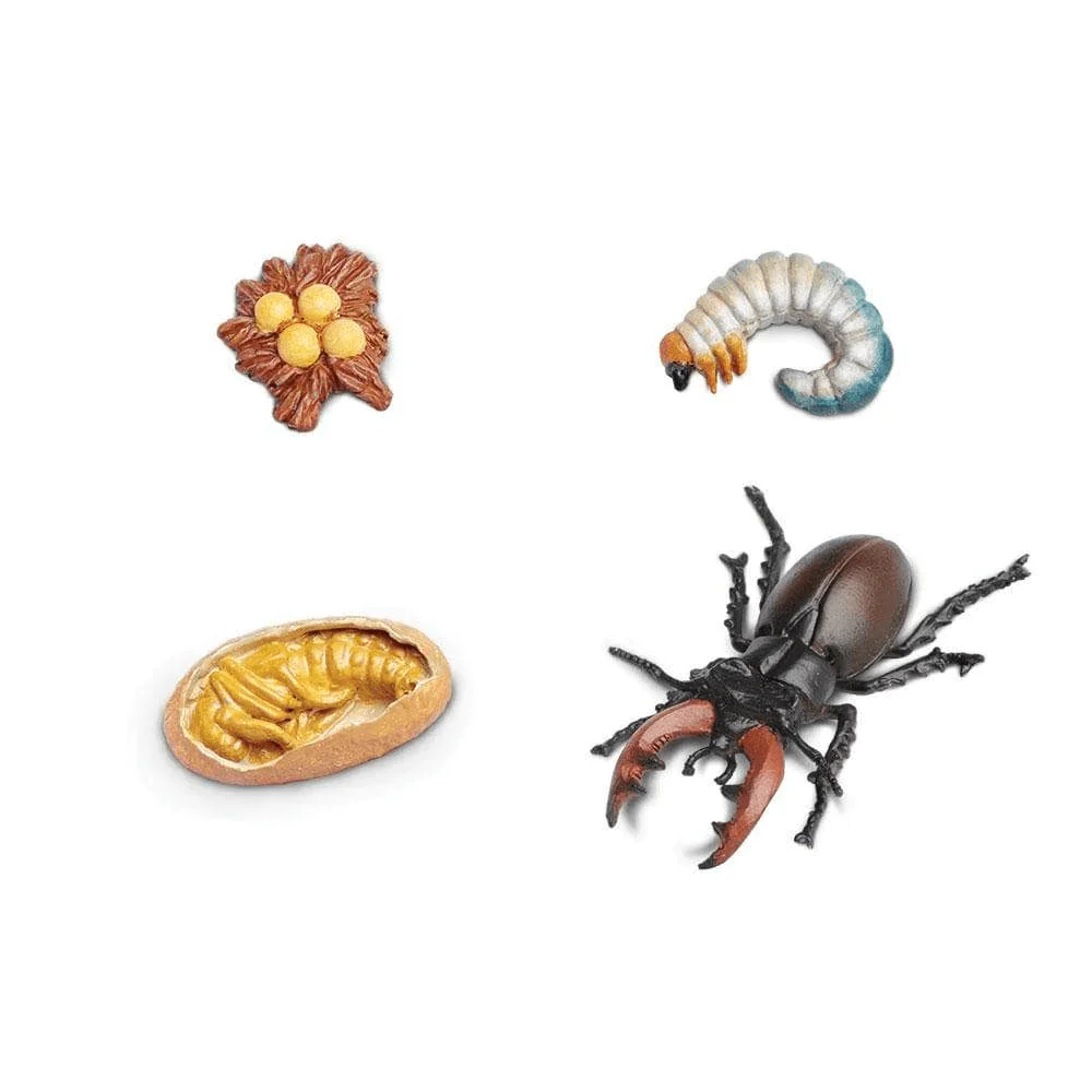 Safari Ltd. Life Cycle of a Stag Beetle - Image 2