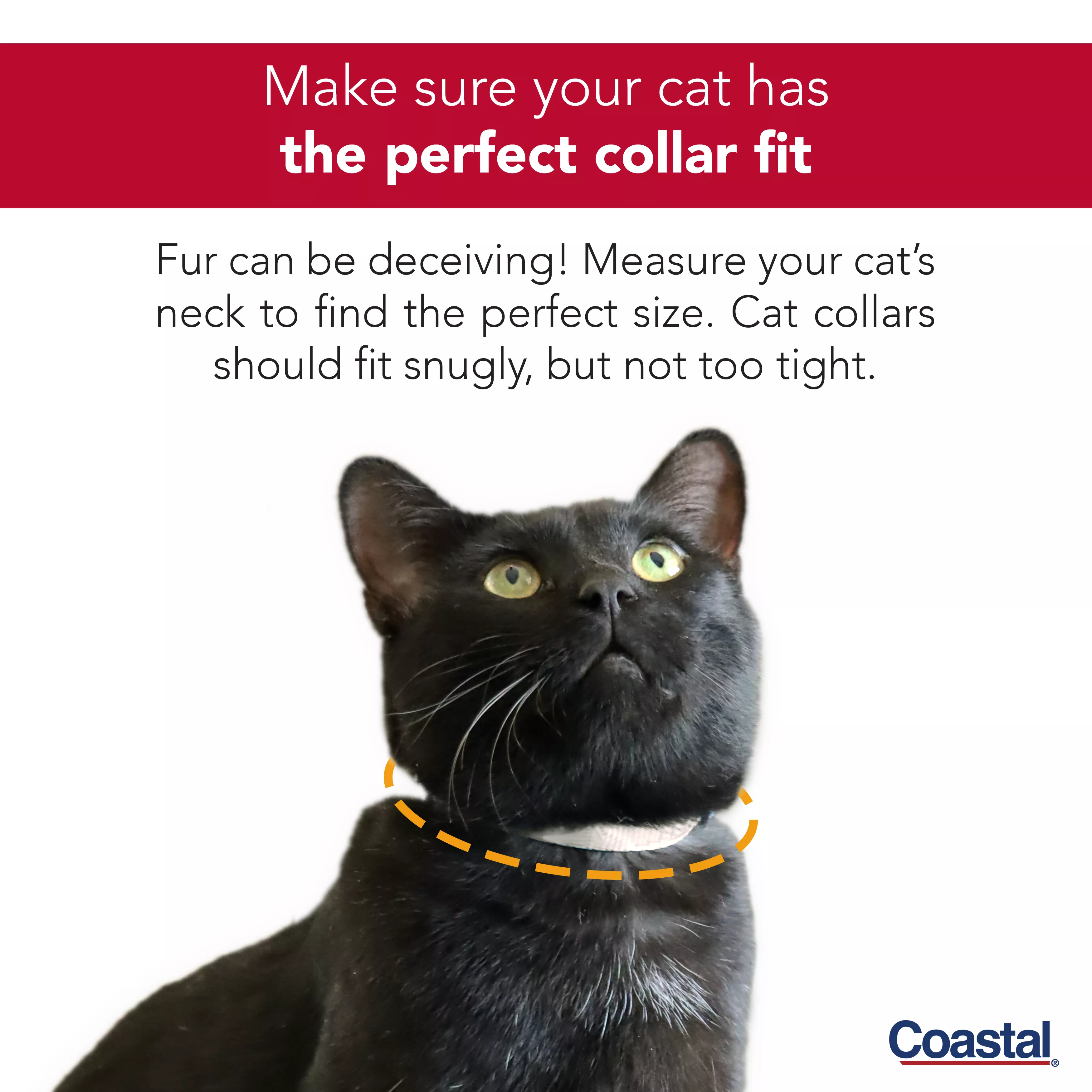 Coastal Pet Safe Cat Jeweled Adjustable Breakaway Collar Sunset Orange - Image 2
