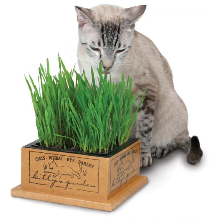 SmartCat Kitty's Garden Refill Kit - Image 3