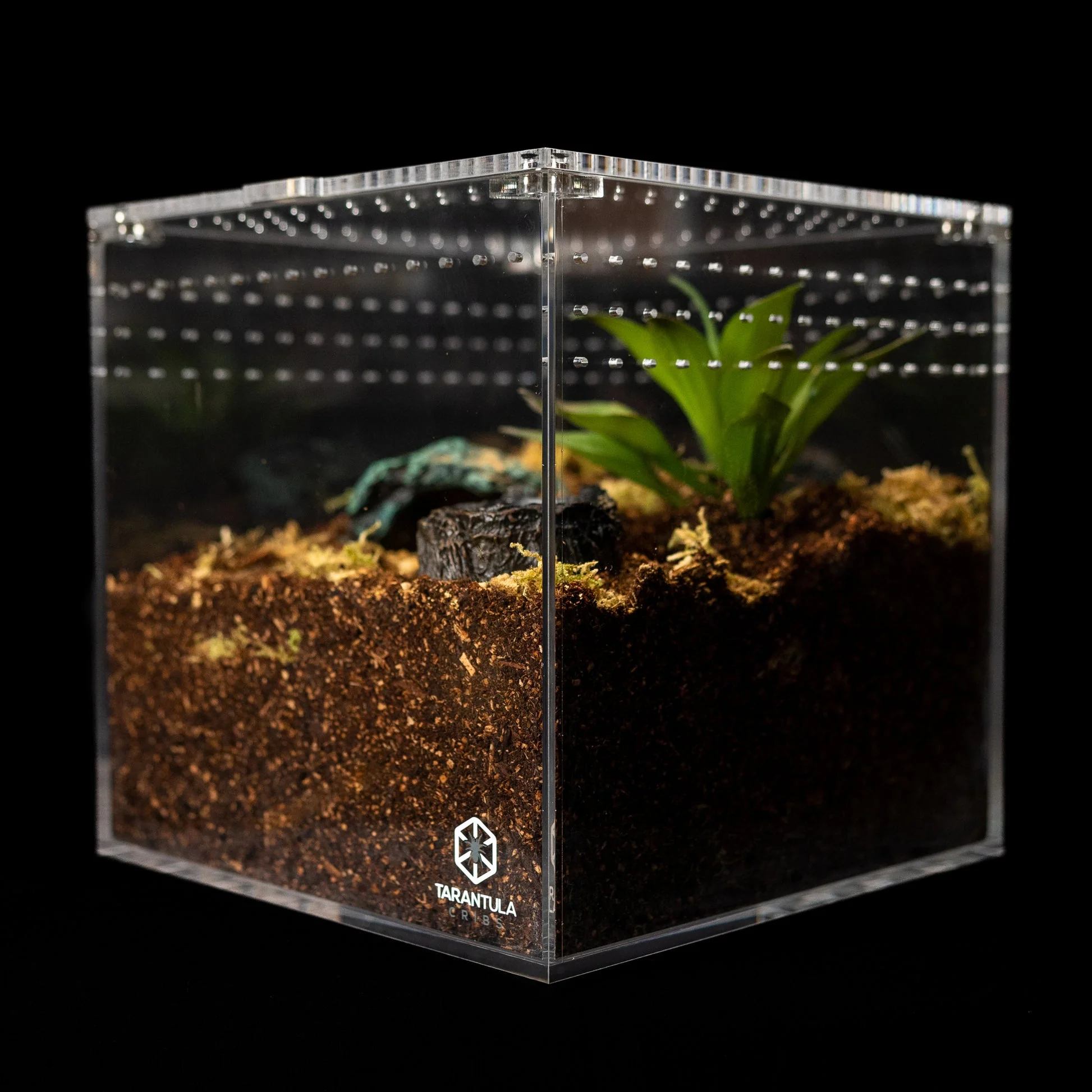 Tarantula Cribs 12" Tarantula Cube - Image 4