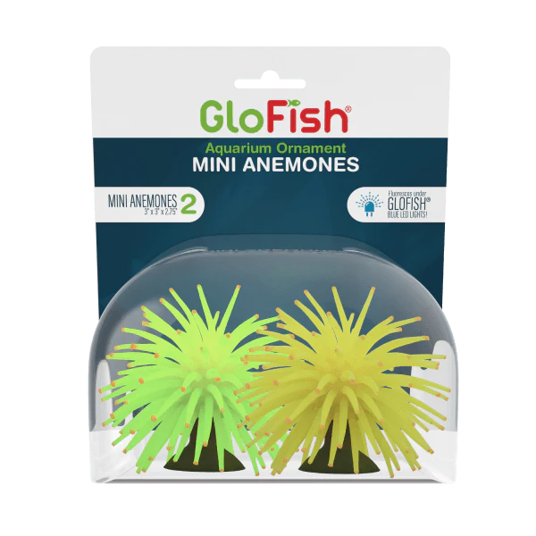 Tetra GloFish Anemone