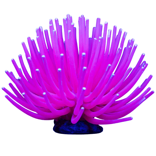 Tetra GloFish Anemone - Image 3