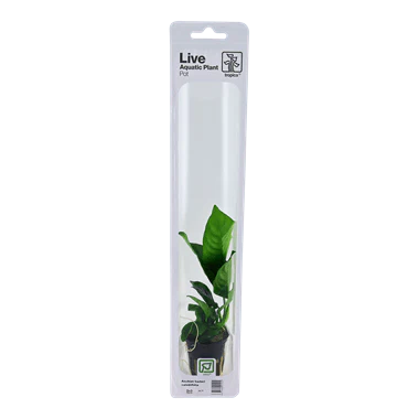 Tropica Blister Pack - Anubias barteri caladiifolia