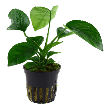Tropica Blister Pack - Anubias barteri caladiifolia - Image 2