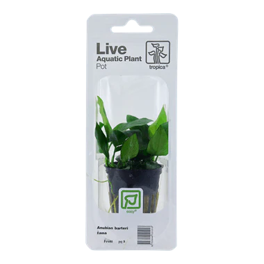 Tropica Blister Pack - Anubias barteri var. nana