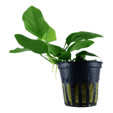 Tropica Blister Pack - Anubias barteri var. nana - Image 2