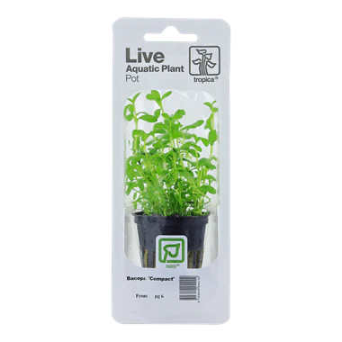 Tropica Blister Pack - Bacopa monnieri 'Compact'