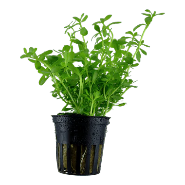 Tropica Blister Pack - Bacopa monnieri 'Compact' - Image 2
