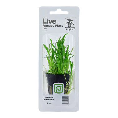 Tropica Blister Pack - Lilaeopsis brasiliensis