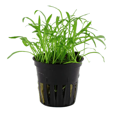 Tropica Blister Pack - Lilaeopsis brasiliensis - Image 2
