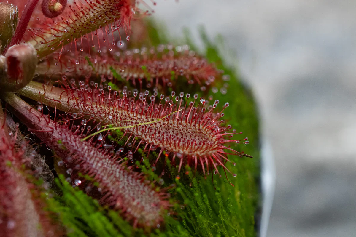 Drosera ultramafica - Image 3