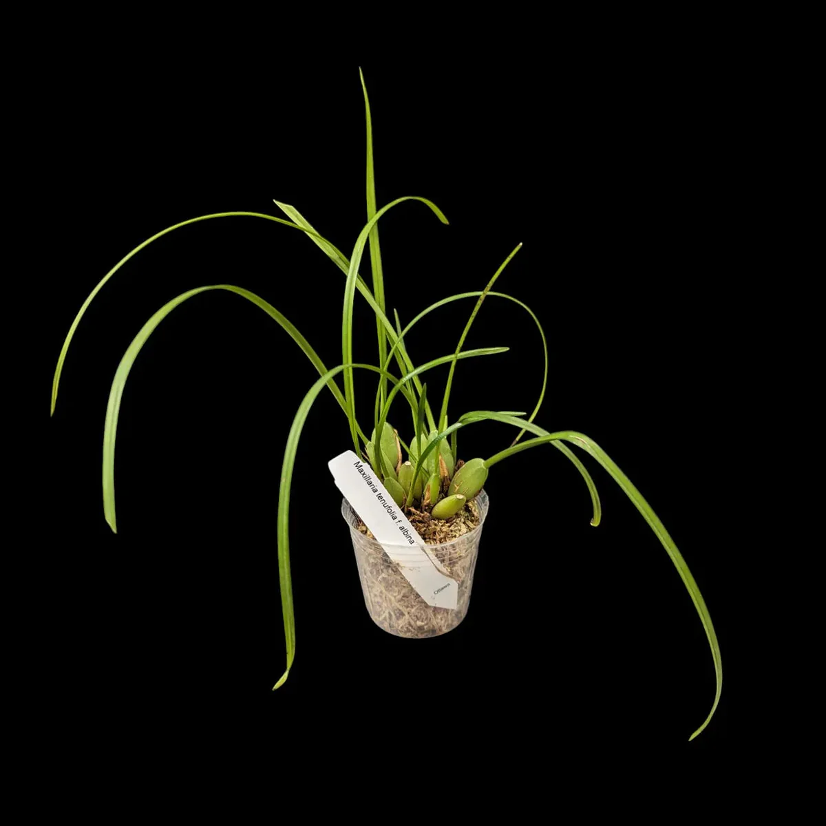 Coconut Orchid | Maxillaria tenufolia f. album